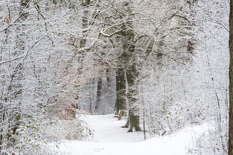 Winter im Zeister Wald, Utrecht Ridge! von Peter Haastrecht, van