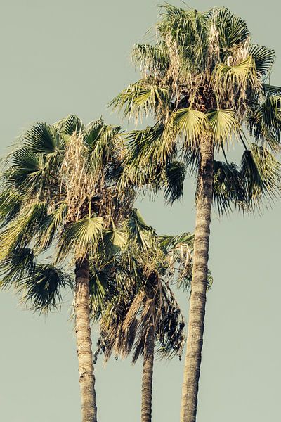 Palm trees in Spain by Patrycja Polechonska