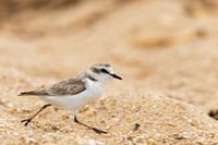 Sandregenpfeifer