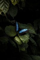 Blauer Schmetterling auf einem grünen Blatt in der Orchideenfarm