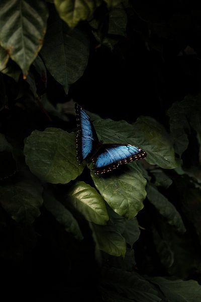 Blue butterfly on a green leaf at the orchid farm by Marion Stoffels