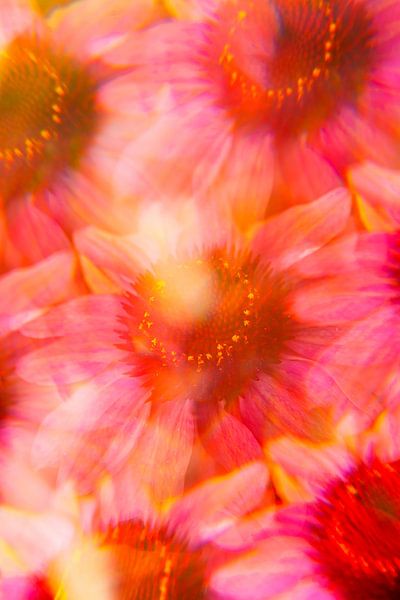 Pink-orange echinacea flowers by Kaat Zoetekouw