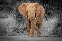 Elefant in Südafrika