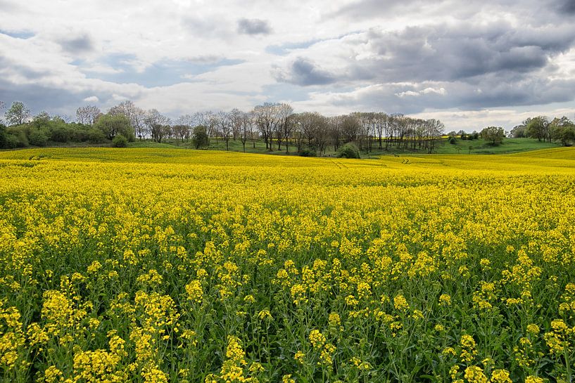 spring oilseed rape field by Jo Beerens
