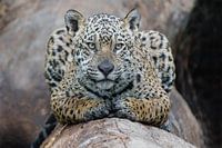 Jaguar ist rücksichtsvoll