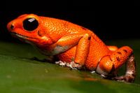 poison dart frog macro pumilio