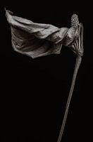 Dried flamingo flower - Anthurium