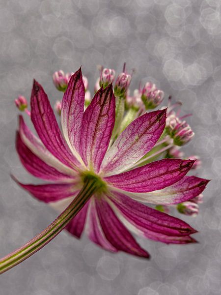 Zeeland-Button mit Graustufen-Hintergrund von Marjolijn van den Berg