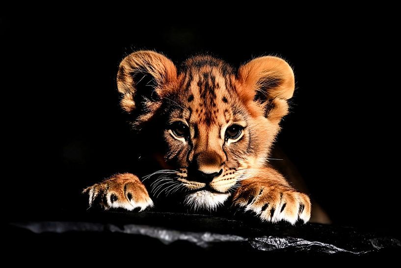 Cub with intense gaze by Imperial Art House