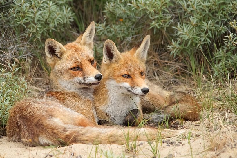 Foxes - love -  by Arnold van der Horst