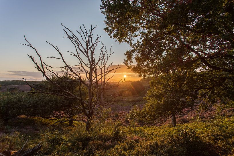 Zonsondergang boven de paarse heide op de Posbank par Stefan van der Wijst