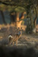 Roe Deer ( Capreolus capreolus ), strong buck in velvet, regrowing antlers, at the edge of a forest,
