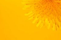 Pissenlit jaune joyeux