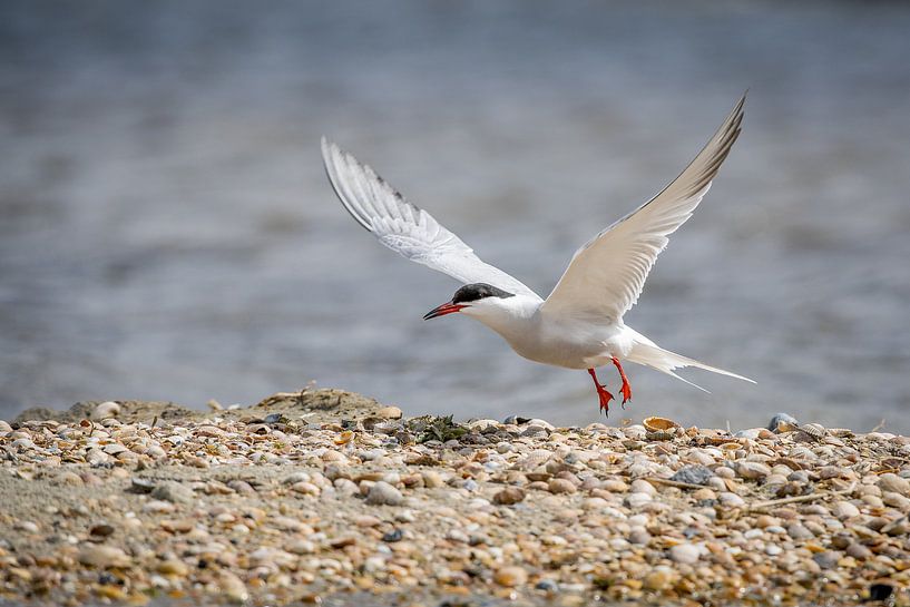 Fluss-Seeschwalbe von Gonnie van de Schans