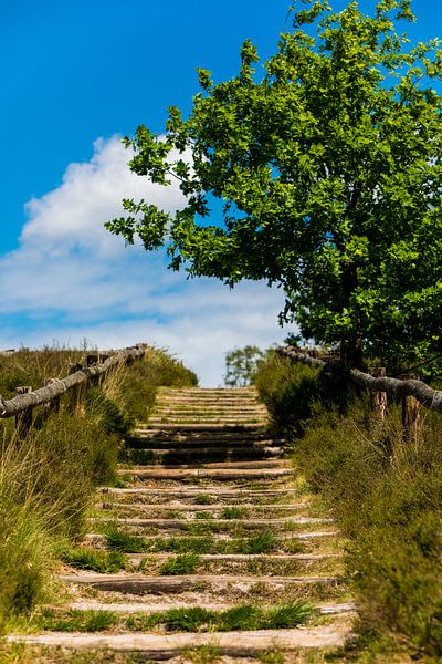 Omhoog van Vincent van den Hurk