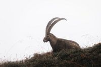 Capricorne dans les Alpes suisses | faune | photographie de voyage