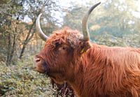 Bœuf primitif avec des cornes dans la forêt.