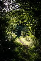 Écouter si l'herbe pousse