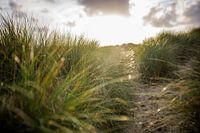 Dune avec de l'herbe à marramots et soleil couchant. Photographie de la nature