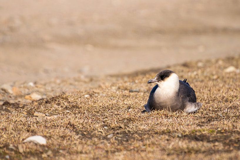 Chasseur au repos sur le Spitzberg. par Merijn Loch