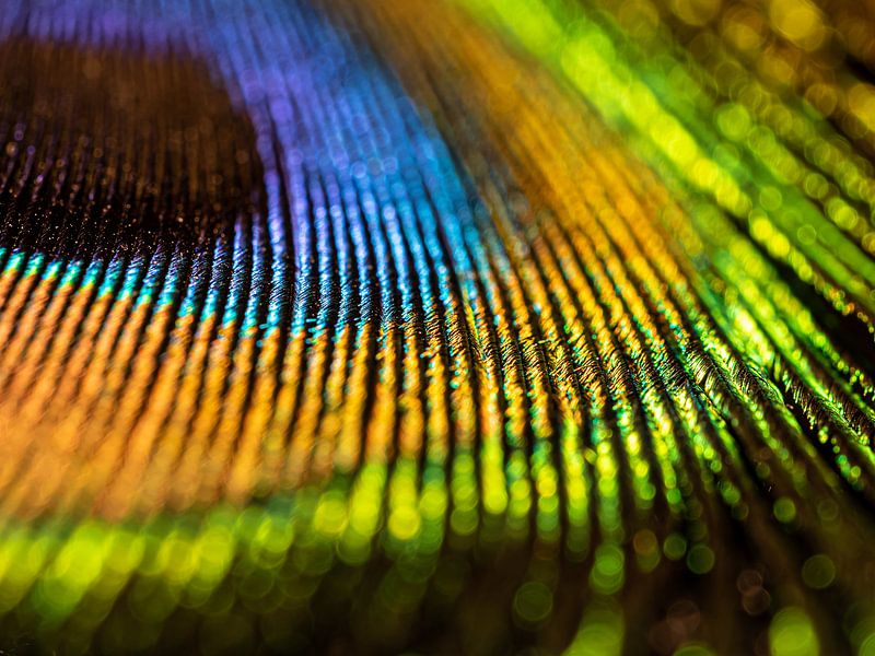 Plume de paon Vert par Femke Straten