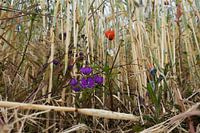 Bouquet de fleurs au bord du champ français