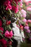 Bordercollie in roze bloemen