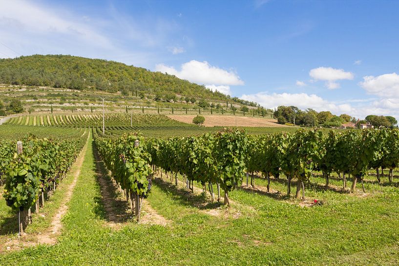 Wijngaard Frankrijk von Tess Smethurst-Oostvogel