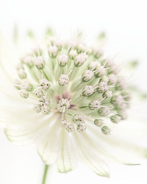 Rest: Astrantia Major von Marjolijn van den Berg