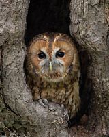 Waldkauz in seiner Baumhöhle