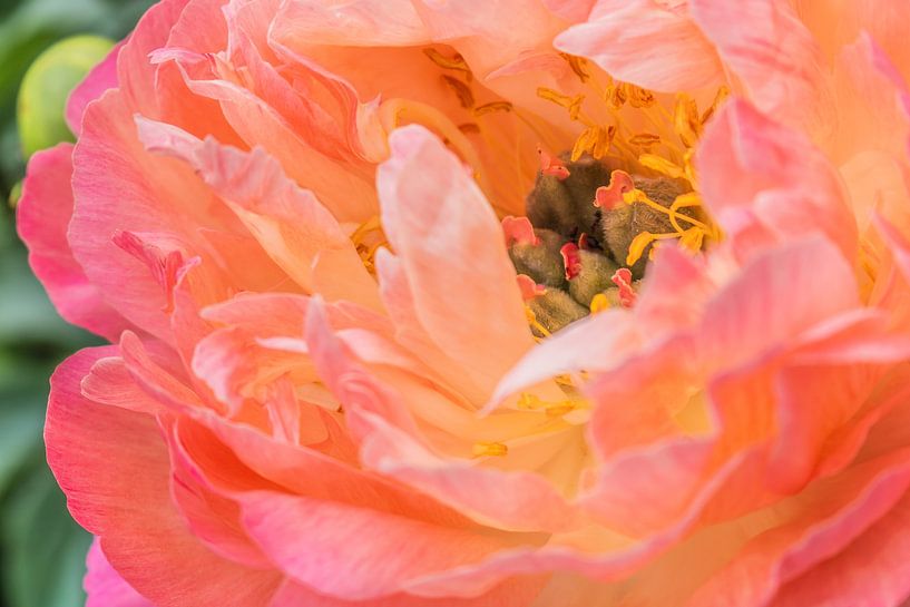 Pfingstrose Coral Sunset von Mixed media vector arts