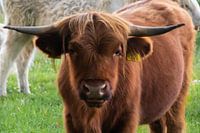 Highlander écossais