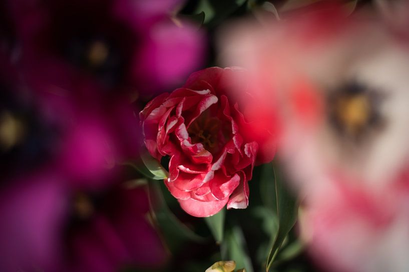 Tulips by Lauw Design & Photography