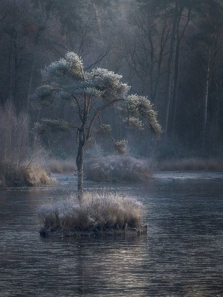 Winter at the Voorste Goorven in Oisterwijk by Robin Gooijers | Fotografie