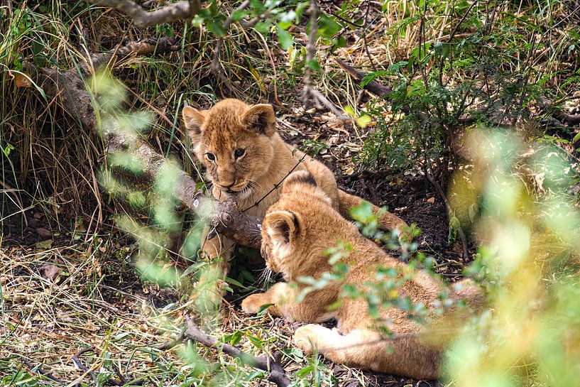Löwen in der Masai Mara von Roland Brack