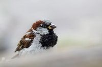 Spatz auf der Lauer nach ein paar Krümeln