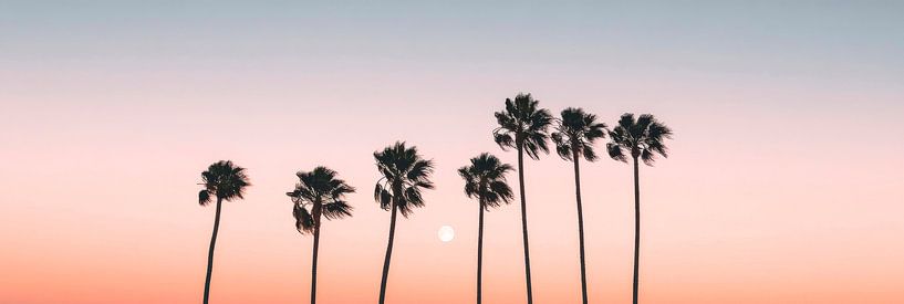 Coucher de soleil entre les palmiers par Poster Art Shop