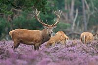 Red Deer standing in the Heather.