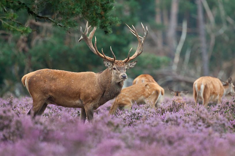 Des cerfs rouges dans la lande. par Rob Christiaans