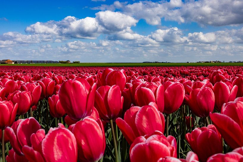 Flowering tulip fields in the Groningen countryside by Gert Hilbink
