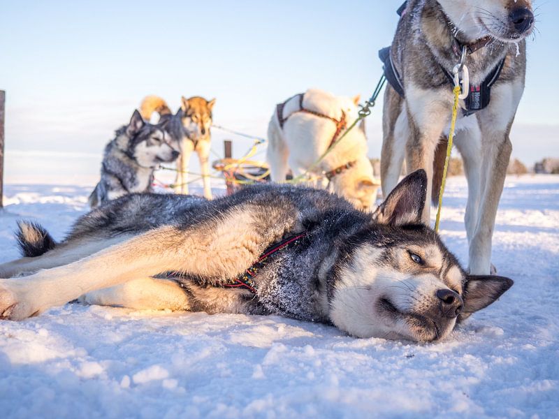 Husky lying down by Ferry D