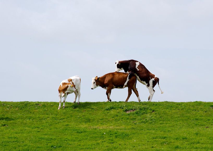 de Oefening von ZEVNOV .