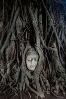 Buddha in tree