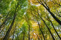 Buchenwald Bäume Herbst Kaapse Bossen