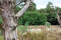 Leben in der Flaute des Todes