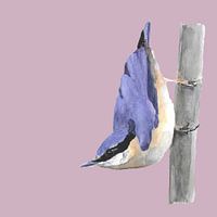 Nuthatch