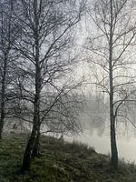 Foggy forest and more