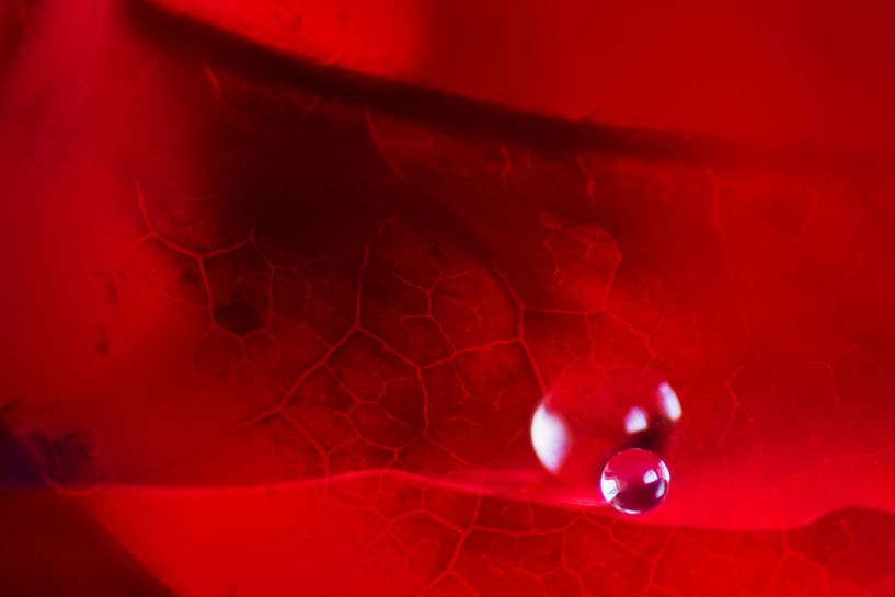 Rose et feuille d'automne ensemble par Greetje van Son