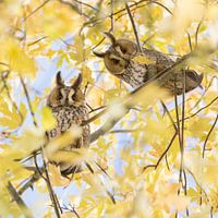 Herbstfoto | Zwei neugierige Langohr-Eulen in einem Zuckerahorn