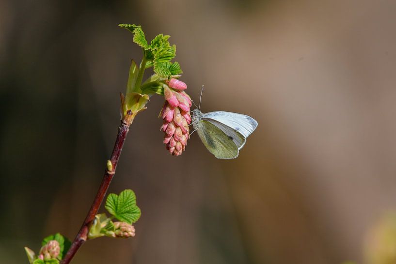 Cabbage white on Ribes by Shirley Douwstra